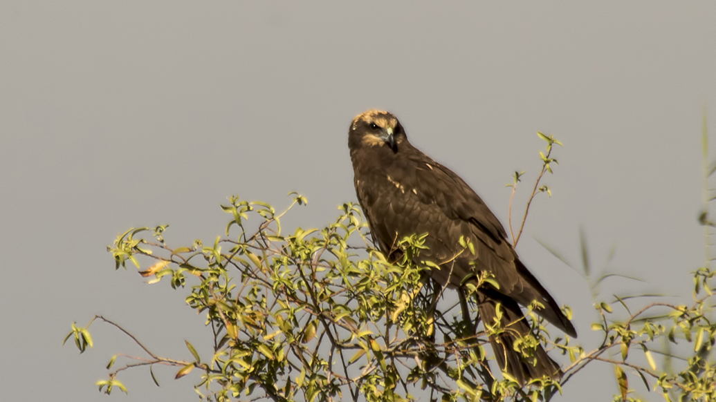 Eurasian Marsh-Harrier